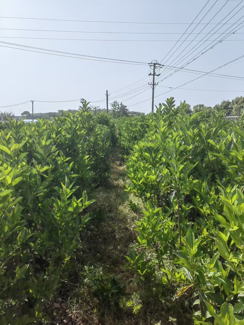 江苏法国冬青苗对接全国市场价格美丽质量好整车有货量大从优