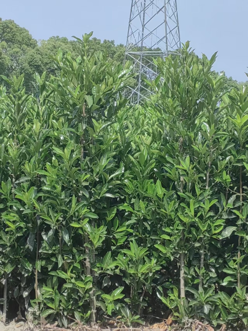 江苏法国冬青苗对接全国市场价格美丽质量好整车有货量大从优