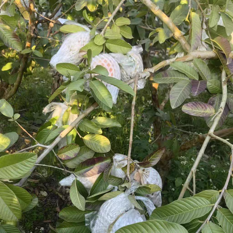 《番石榴》白心芭乐，红心芭乐/产地直发/视频看货保质保量