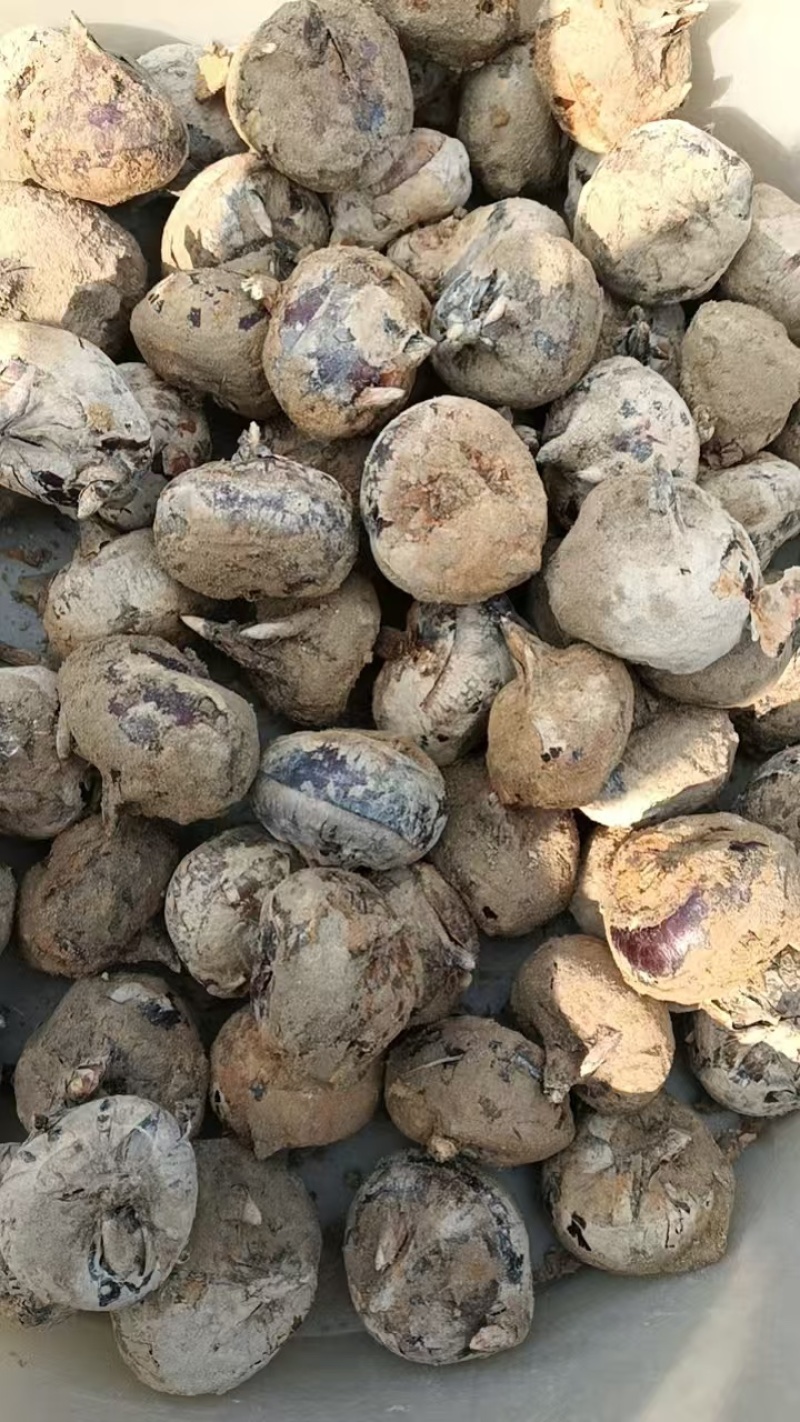 马蹄品质保证服务周到产地直发价格美丽一手货源