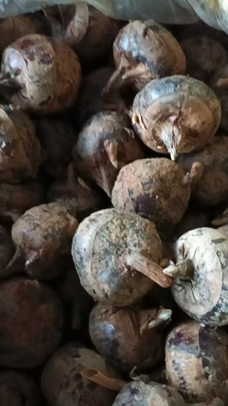 马蹄品质保证服务周到产地直发价格美丽一手货源