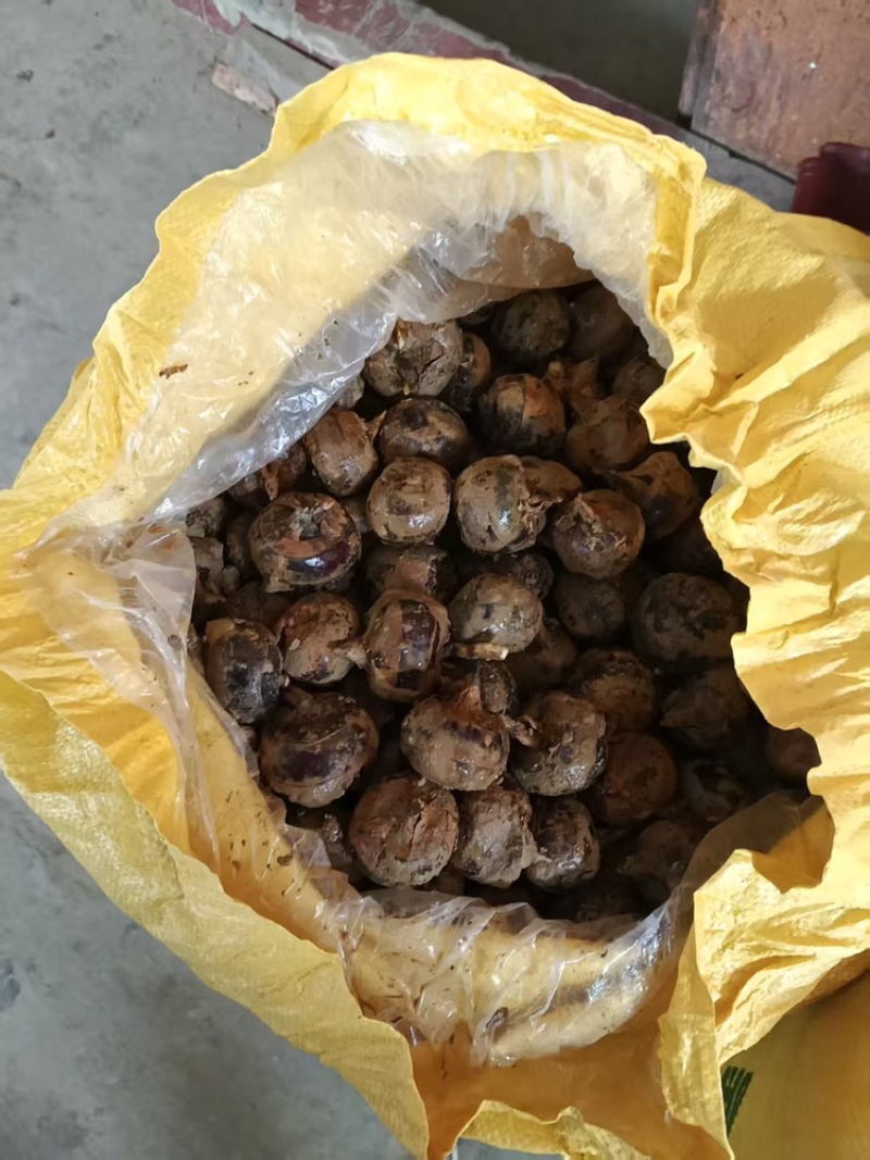 马蹄品质保证服务周到产地直发价格美丽一手货源