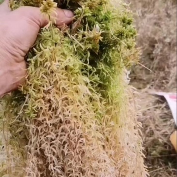 水苔小花贵州优质水苔小花干货按斤来走价格美丽