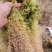 水苔小花贵州优质水苔小花干货按斤来走价格美丽