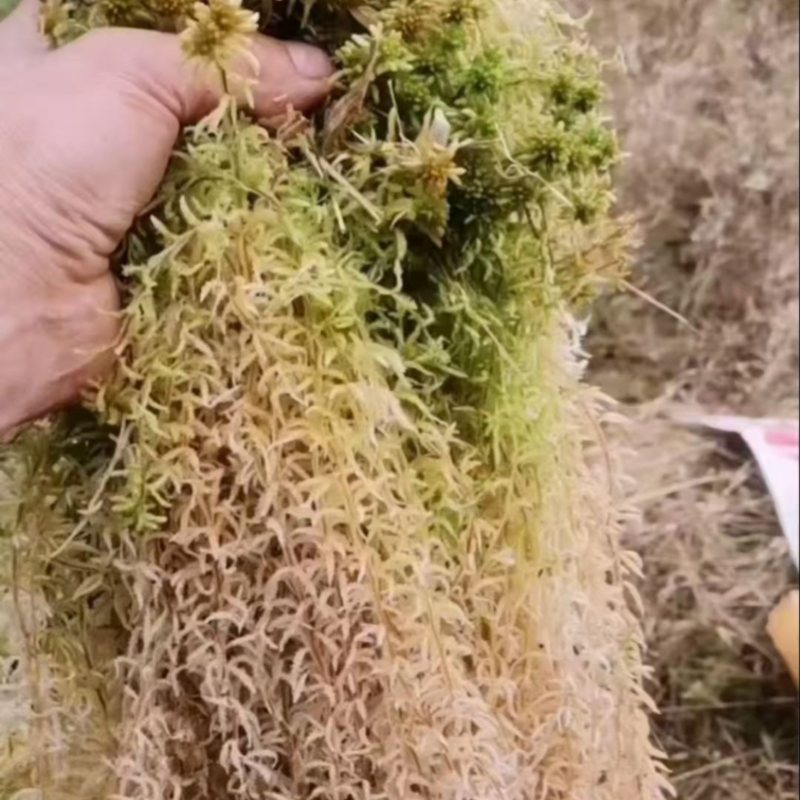 水苔小花贵州优质水苔小花干货按斤来走价格美丽