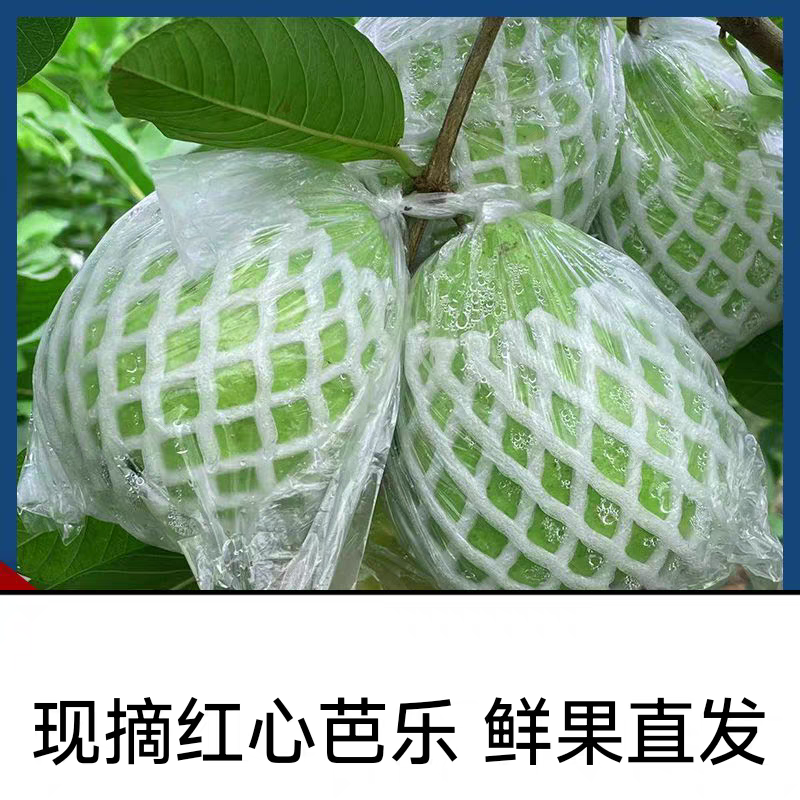 《番石榴》广东芭乐，红心番石/产地直发/视频看货保质保量