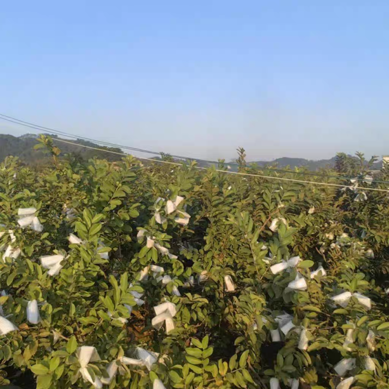 《番石榴》广东芭乐，红心番石/产地直发/视频看货保质保量