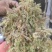 水苔小花贵州优质水苔小花干货按斤来走价格美丽