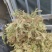 水苔小花贵州优质水苔小花干货按斤来走价格美丽