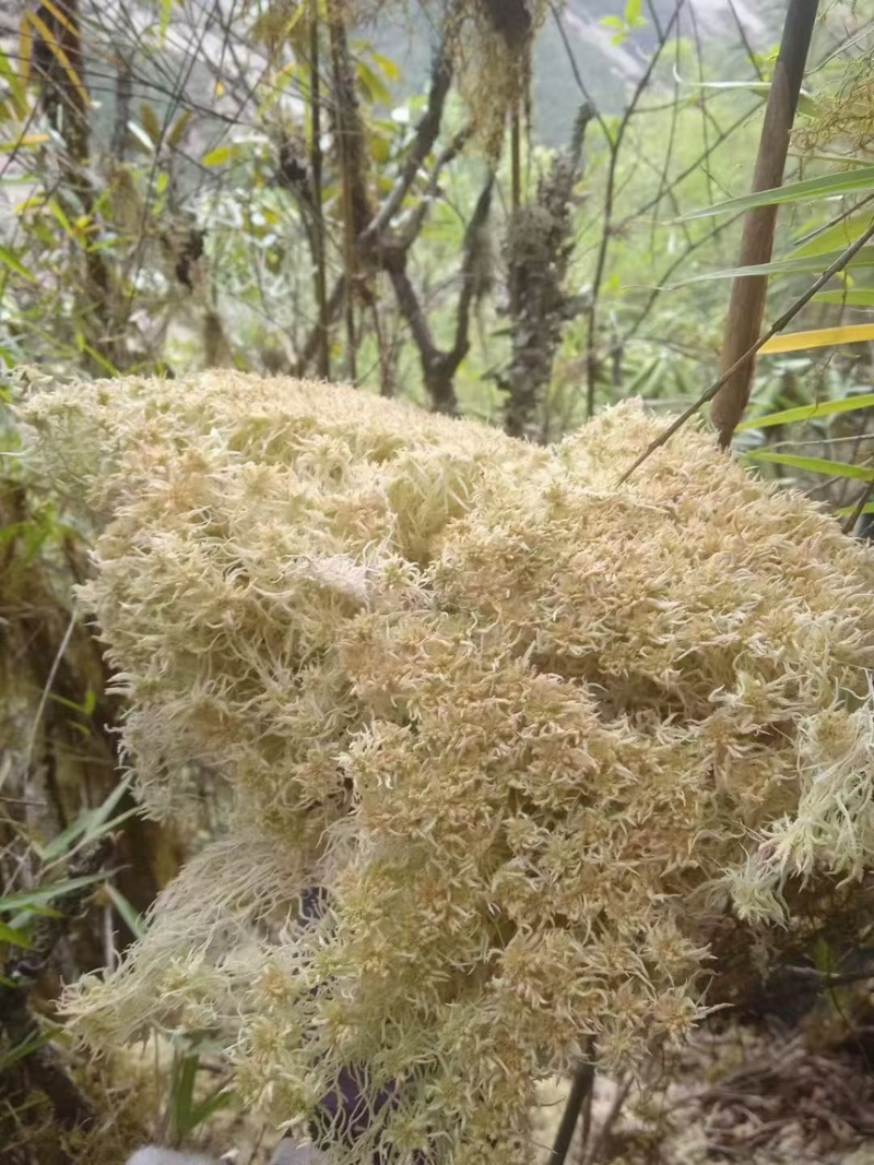 水苔小花贵州优质水苔小花干货按斤来走价格美丽