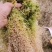 水苔小花贵州优质水苔小花干货按斤来走价格美丽