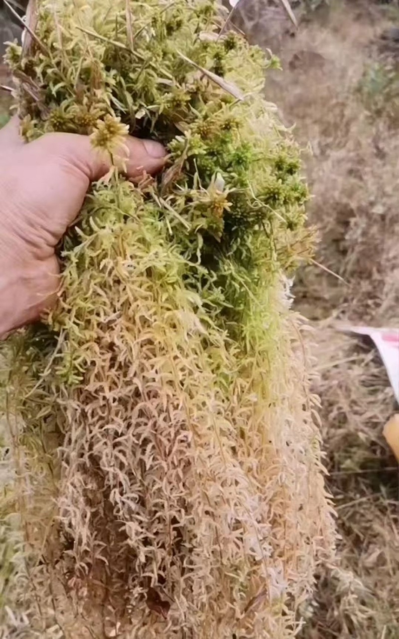 水苔小花贵州优质水苔小花干货按斤来走价格美丽
