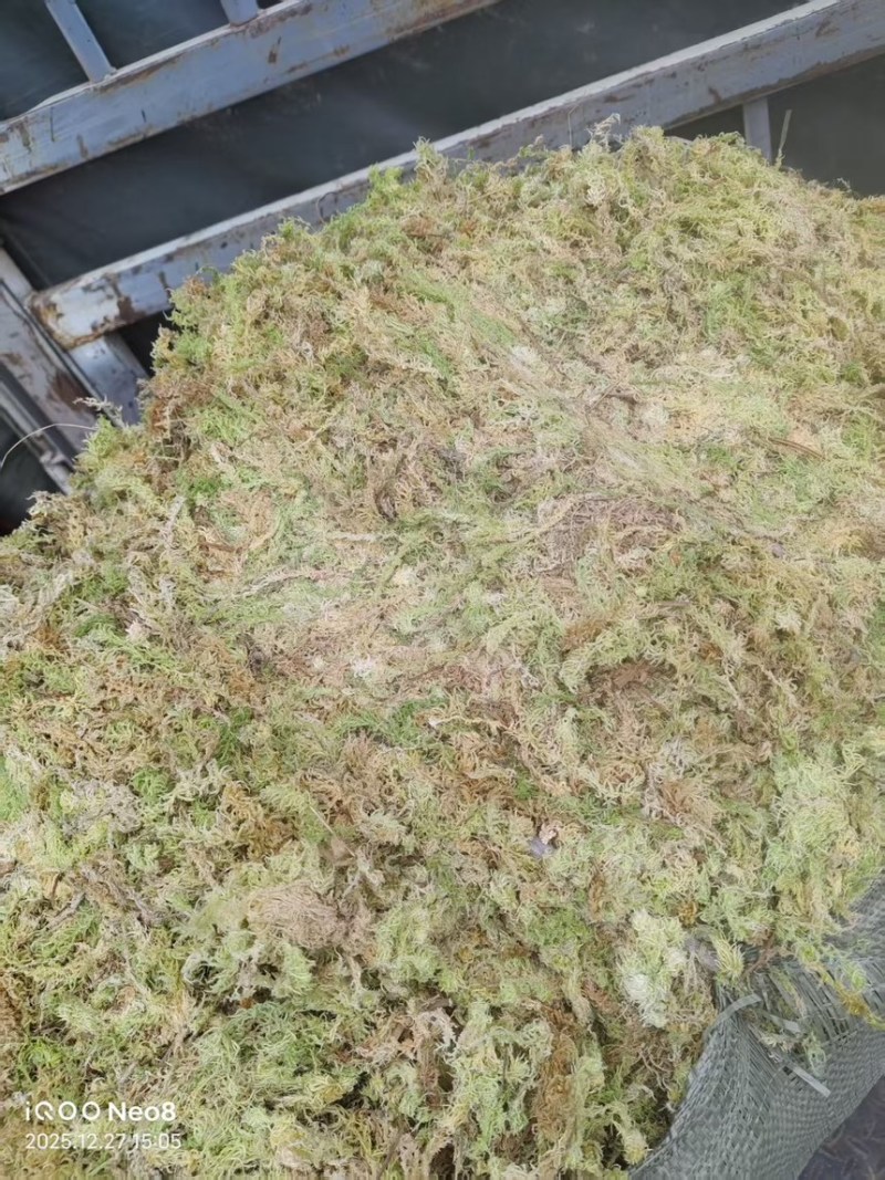 水苔小花贵州优质水苔小花干货按斤来走价格美丽