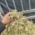 水苔小花贵州优质水苔小花干货按斤来走价格美丽
