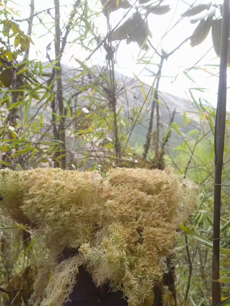 水苔小花贵州优质水苔小花干货按斤来走价格美丽