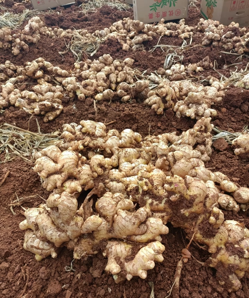 还剩小量小黄姜，需要的直接联系