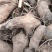【免费提供种植技术】优质白术芽白术种苗成活率高品质好