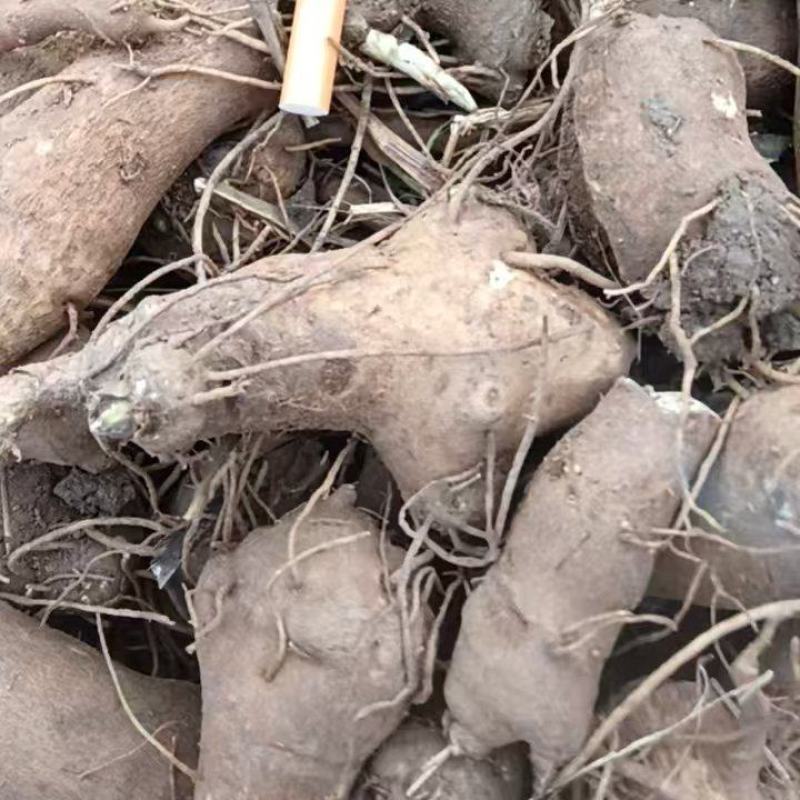【免费提供种植技术】优质白术芽白术种苗成活率高品质好
