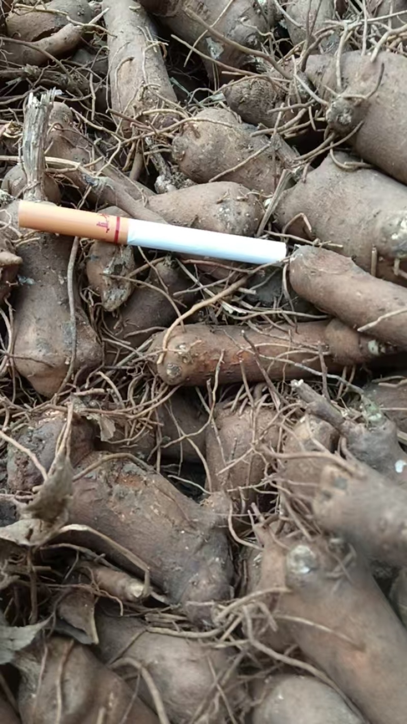 【免费提供种植技术】优质白术芽白术种苗成活率高品质好