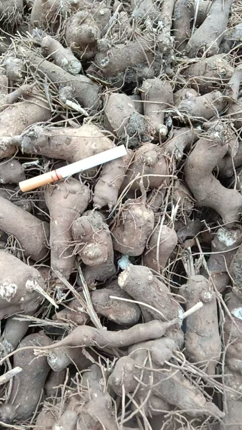 【免费提供种植技术】优质白术芽白术种苗成活率高品质好