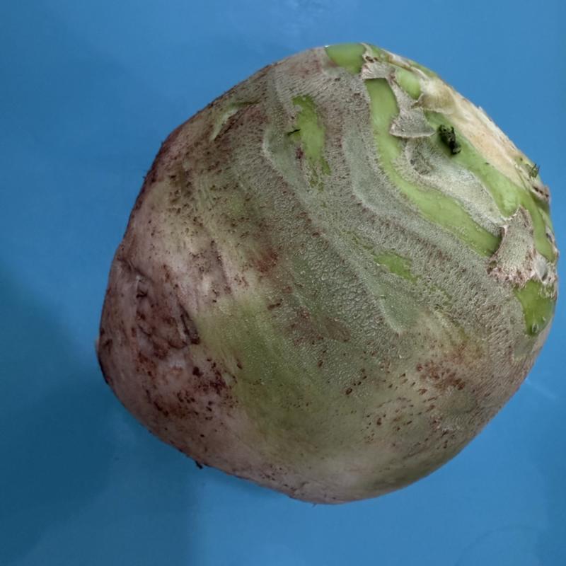 芥菜大头菜