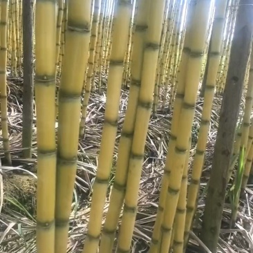 云南黄金甘蔗大量出货中。有需要的老板联系我。
