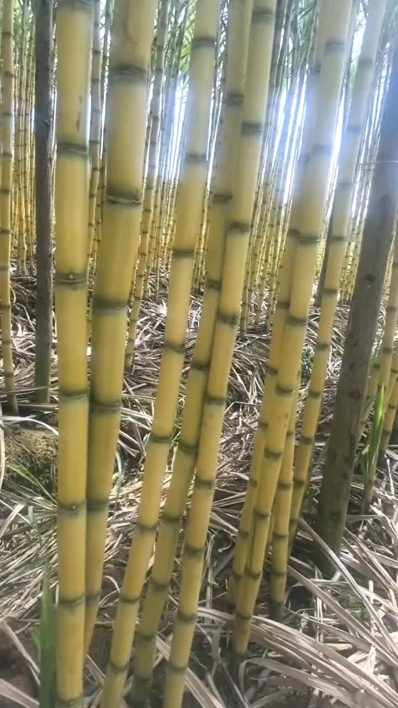 云南黄金甘蔗大量出货中。有需要的老板联系我。