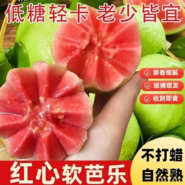 《广东芭乐》红心芭乐丶湛江直发丶保质保量丶按需包装发货