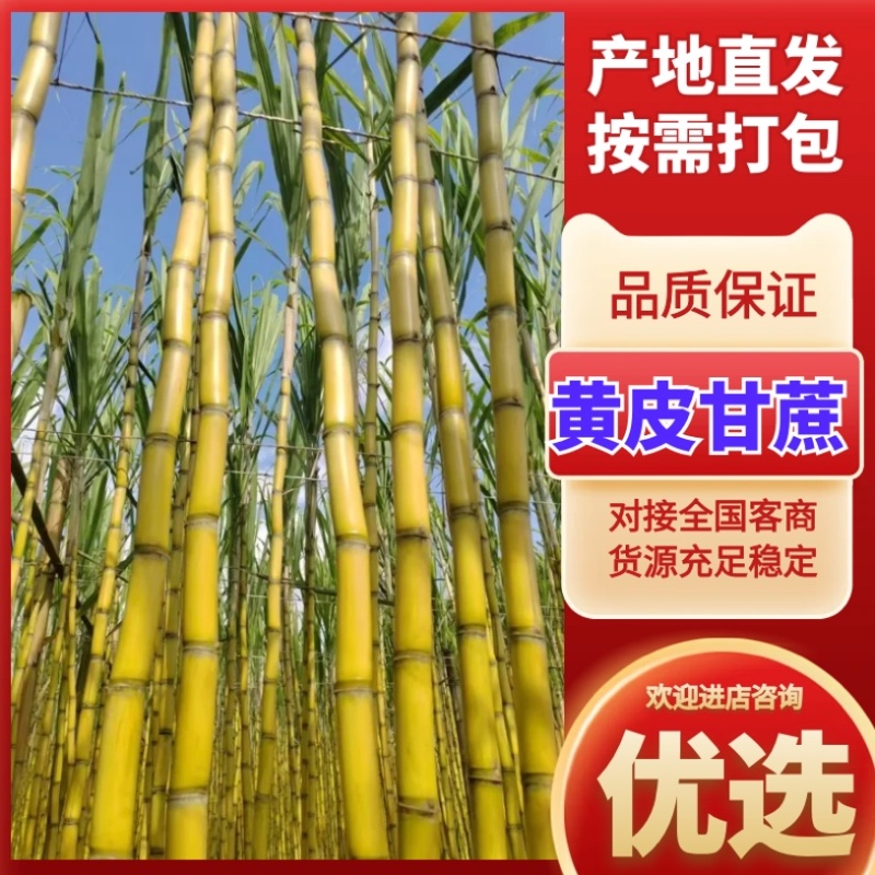 黄皮甘蔗/云南甘蔗/产区直发/大量有货一手货源