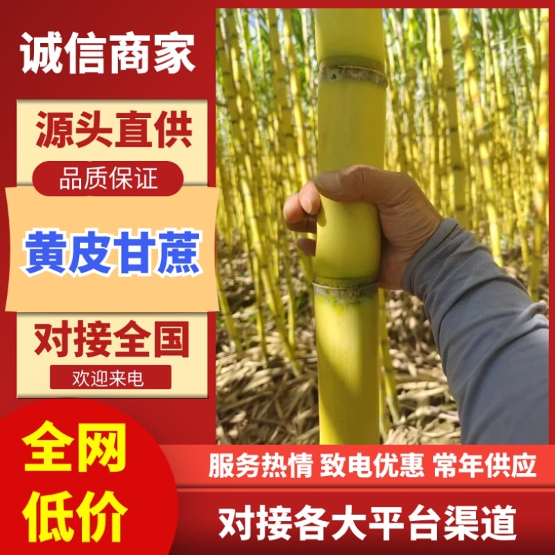 黄皮甘蔗/云南甘蔗/产区直发/大量有货一手货源