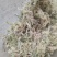 水苔大花贵州干水苔大花产地直供一手货源欢迎咨询