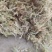 水苔大花贵州干水苔大花产地直供一手货源欢迎咨询