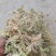 水苔大花贵州干水苔大花产地直供一手货源欢迎咨询