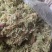 水苔大花贵州干水苔大花产地直供一手货源欢迎咨询