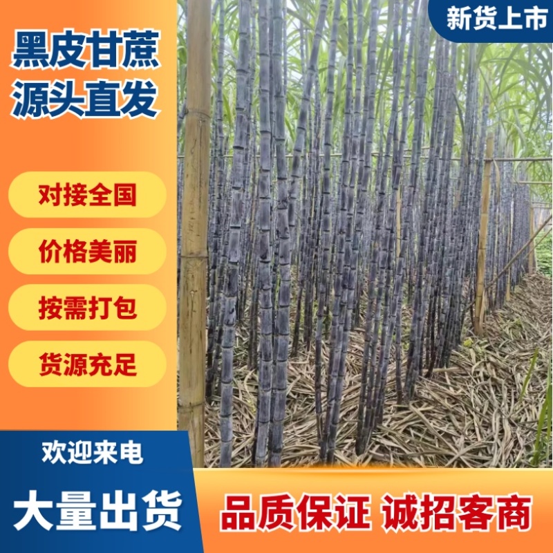 黑皮甘蔗/云南产区直发/当天采摘/当天有货/大量供应