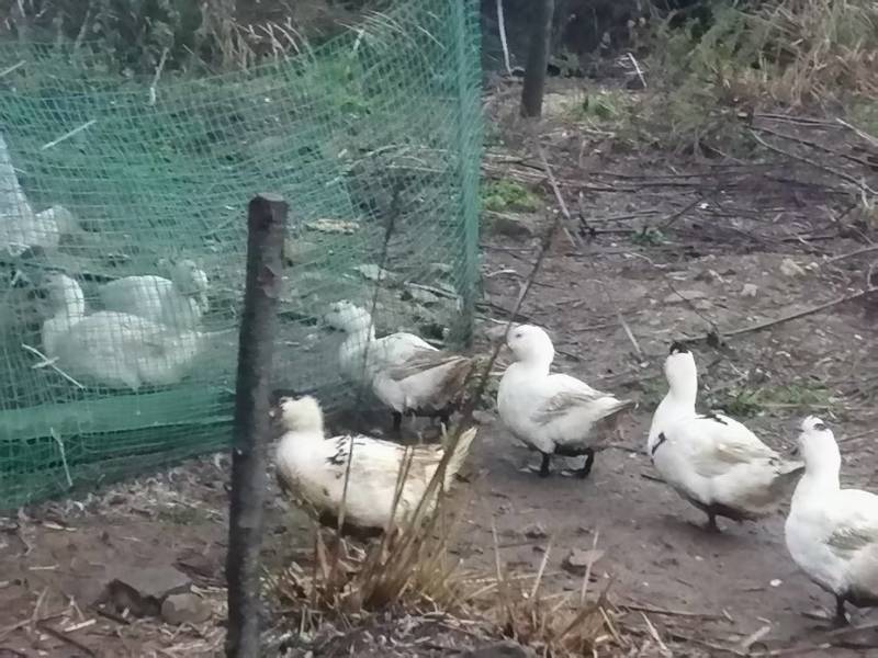 白火鸭活鸭散养活鸭残疾人残疾人创业欢迎来电支持