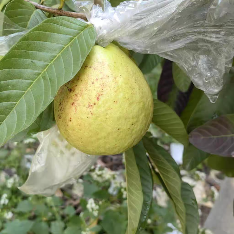《白心芭乐》广东芭乐/奶油芭乐/产地直发/保质保量