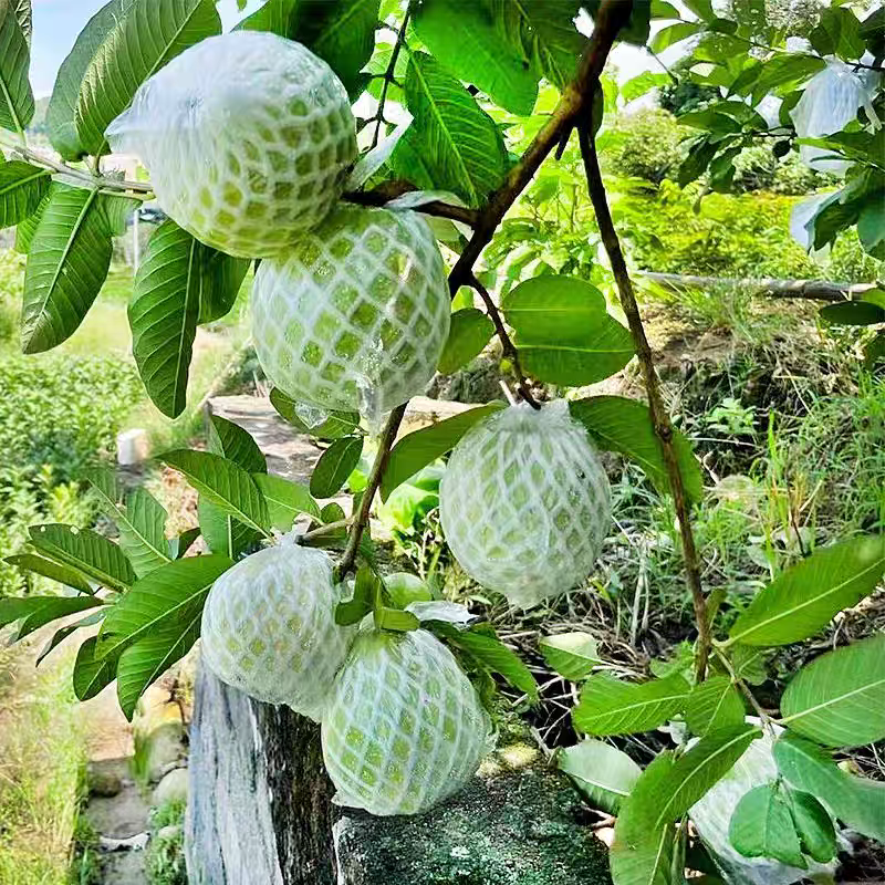 《白心芭乐》广东芭乐/奶油芭乐/产地直发/保质保量