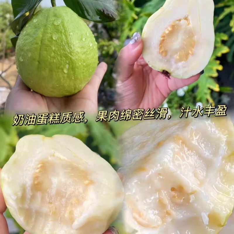 《白心芭乐》广东芭乐/奶油芭乐/产地直发/保质保量