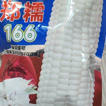 杜绝假货郑糯166糯玉米种子棒大好吃国审审定品种