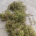 贵州大灰苔藓产地直发品质保证量大从优一手货源欢迎