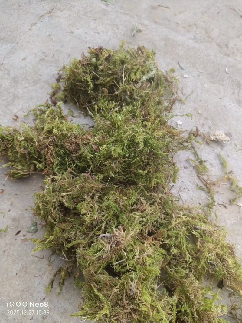 贵州大灰苔藓产地直发品质保证量大从优一手货源欢迎