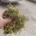 贵州大灰苔藓产地直发品质保证量大从优一手货源欢迎