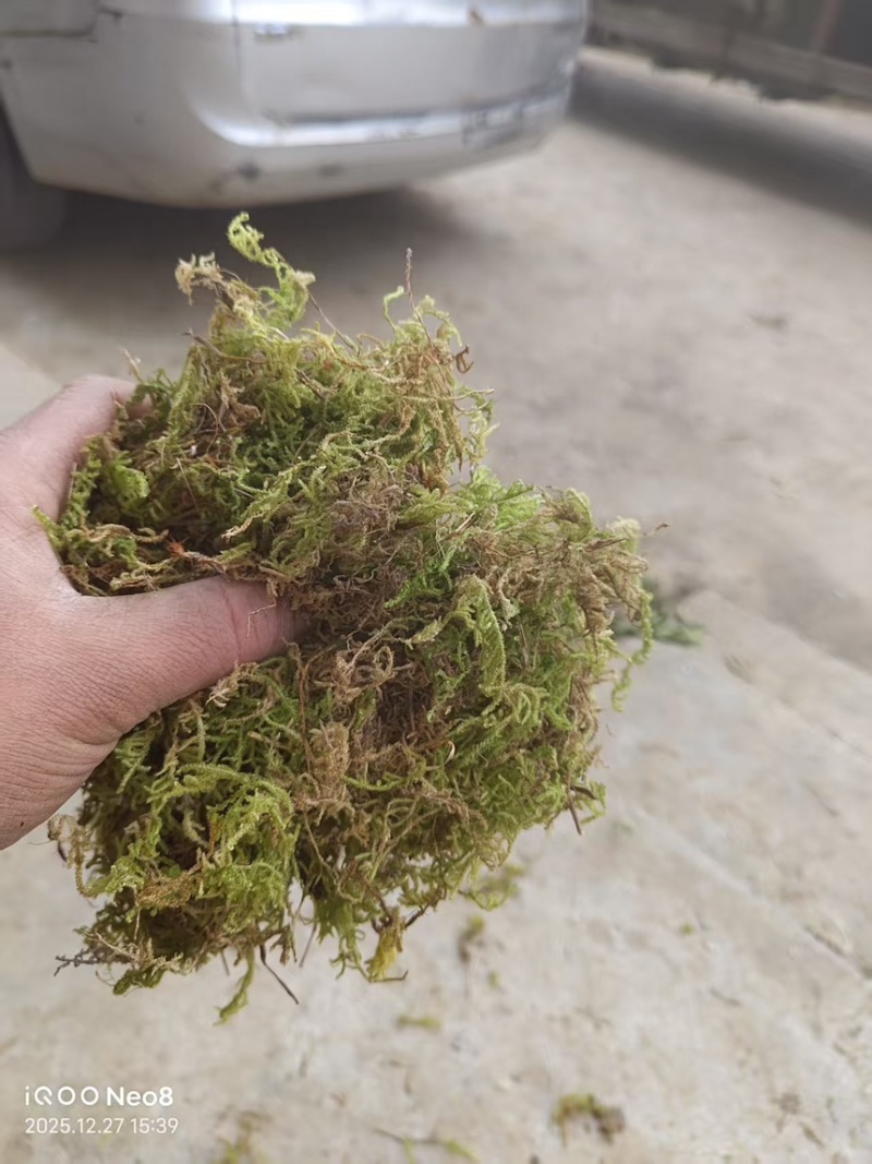 贵州大灰苔藓产地直发品质保证量大从优一手货源欢迎
