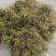 贵州大灰苔藓产地直发品质保证量大从优一手货源欢迎