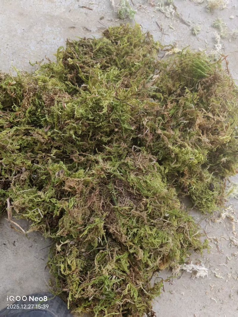 贵州大灰苔藓产地直发品质保证量大从优一手货源欢迎