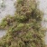 贵州大灰苔藓产地直发品质保证量大从优一手货源欢迎