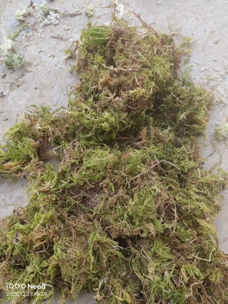 贵州大灰苔藓产地直发品质保证量大从优一手货源欢迎