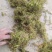 贵州大灰苔藓产地直发品质保证量大从优一手货源欢迎