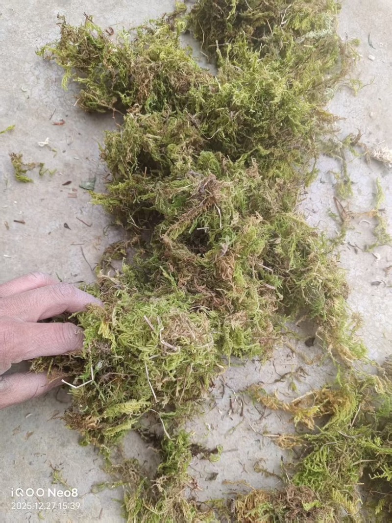 贵州大灰苔藓产地直发品质保证量大从优一手货源欢迎